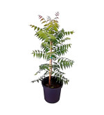 Neem Plant  (Hybrid, Pack of 2)