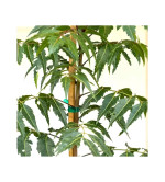 Neem Plant  (Hybrid, Pack of 2)