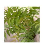 Neem Plant  (Hybrid, Pack of 2)