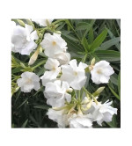 Oleander Plant  (Pack of 2)