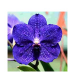 Orchid Plant  (Hybrid, Pack of 2)