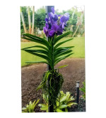 Orchid Plant  (Hybrid, Pack of 2)