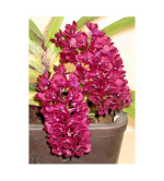 Orchid Plant  (Pack of 2)