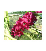 Orchid Plant  (Pack of 2)