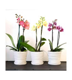 Orchid Plant  PURPLE (Pack of 2)