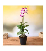 Orchid Plant  PURPLE (Pack of 2)