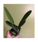 Orchid Plant  PURPLE (Pack of 2)