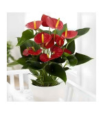 Peace Lily Plant  (Hybrid, Pack of 2)