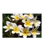 Plumeria Plant  (Hybrid, Pack of 2)