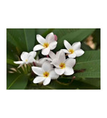 Plumeria Plant  (Hybrid, Pack of 2)