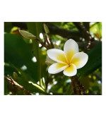 Plumeria Plant  (Hybrid, Pack of 2)