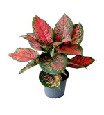 Aglaonema Plant  (Hybrid, Pack of 2)