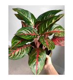 Aglaonema Plant  (Hybrid, Pack of 2)