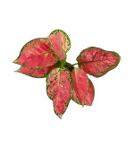 Aglaonema Plant  (Hybrid, Pack of 2)