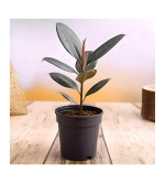 Rubber Tree  (Hybrid, Pack of 2)