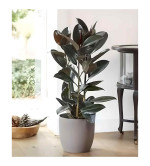 Rubber Tree  (Hybrid, Pack of 2)