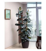 Rubber Tree  (Hybrid, Pack of 2)