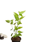 Mulberry Plant  (Hybrid, Pack of 2)