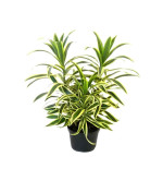 Song Of India Plant  (Pack of 2)