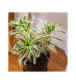 Song Of India Plant  (Pack of 2)