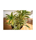 Song Of India Plant  (Pack of 2)