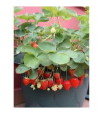 Strawberry Plant  (Hybrid, Pack of 2)