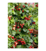 Strawberry Plant  (Hybrid, Pack of 2)