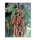 Tamarind Plant  (Hybrid, Pack of 2)