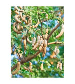 Tamarind Plant  (Hybrid, Pack of 2)