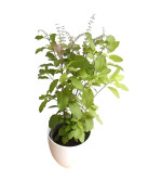 Tulsi Plant  (Hybrid, Pack of 2)