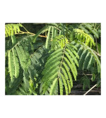 Albizia Chinensis  (Pack of 2)