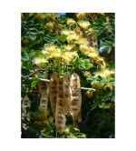 Albizia Lebbeck  (Pack of 2)