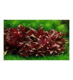 Alternanthera Reineckii Plant  (Hybrid, Pack of 2)