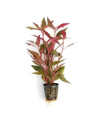 Alternanthera Reineckii Plant  (Hybrid, Pack of 2)