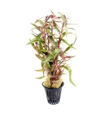 Alternanthera Reineckii Plant  (Hybrid, Pack of 2)