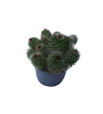 Ball Cactus  (Pack of 2)