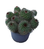 Ball Cactus  (Pack of 2)