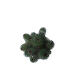 Ball Cactus  (Pack of 2)