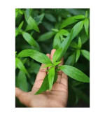 Chirayita Plant  (Hybrid, Pack of 2)