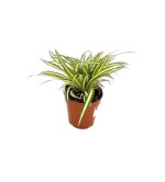 Chlorophytum Plant  (Pack of 1)