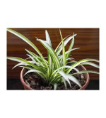 Chlorophytum Plant  (Pack of 1)