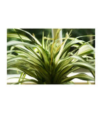 Chlorophytum Plant  (Pack of 1)