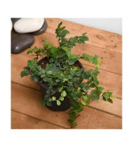 Fiddle Leaf Fig Plant  (Hybrid, Pack of 1)