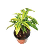 Dracaena Golddust Plant  (Pack of 1)