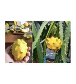 Dragon Tail Plant  (Hybrid, Pack of 2)