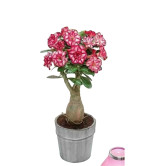 Adenium Plant   (Hybrid, Pack of 2)PINK