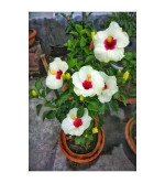 Hibiscus Plant  (Hybrid, Pack of 2)WHITE