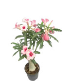 Adenium Plant  (Hybrid, Pack of 2)1