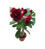 Adenium Plant  (Hybrid, Pack of 2)..