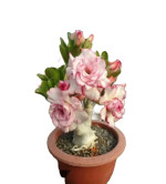 Adenium Plant  (Hybrid, Pack of 2)0